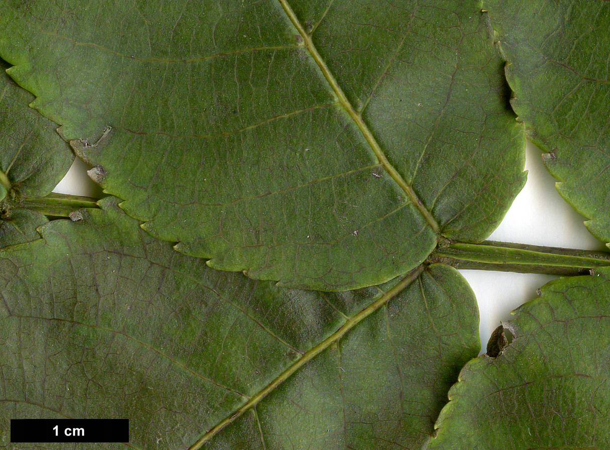 High resolution image: Family: Juglandaceae - Genus: Pterocarya - Taxon: ×rehderiana (P.fraxinifolia × P.stenoptera)